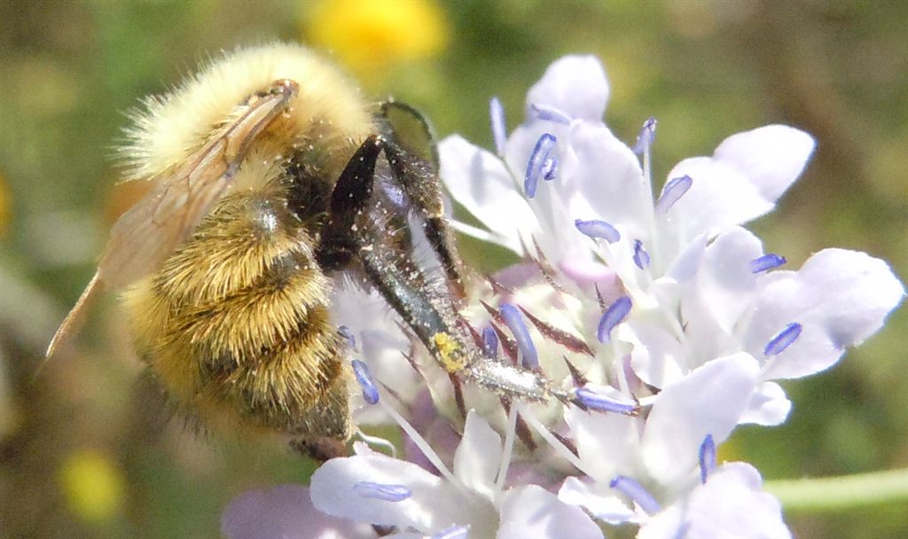Bombus cfr. pascuorum